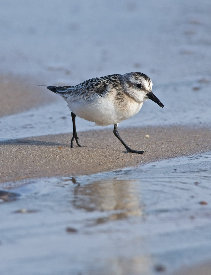 Sanderling0409163