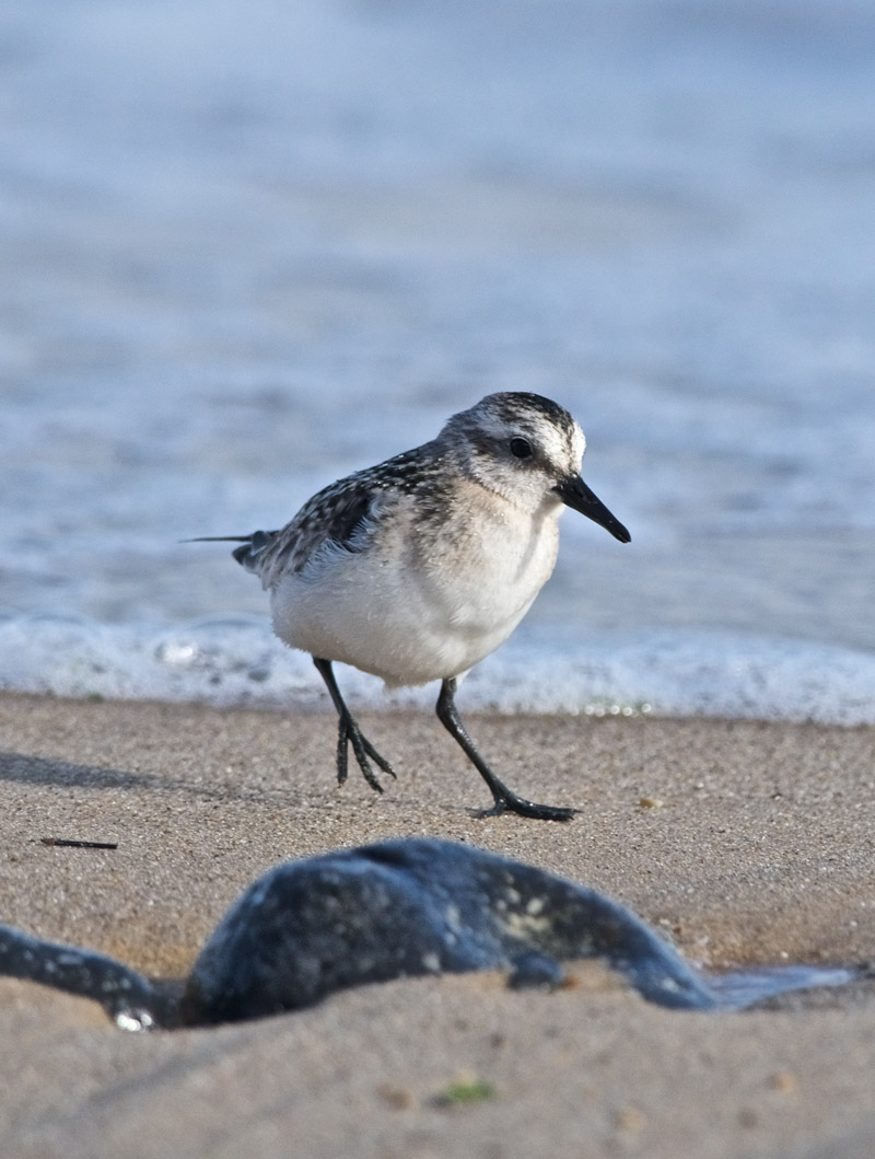 Sanderling0409164