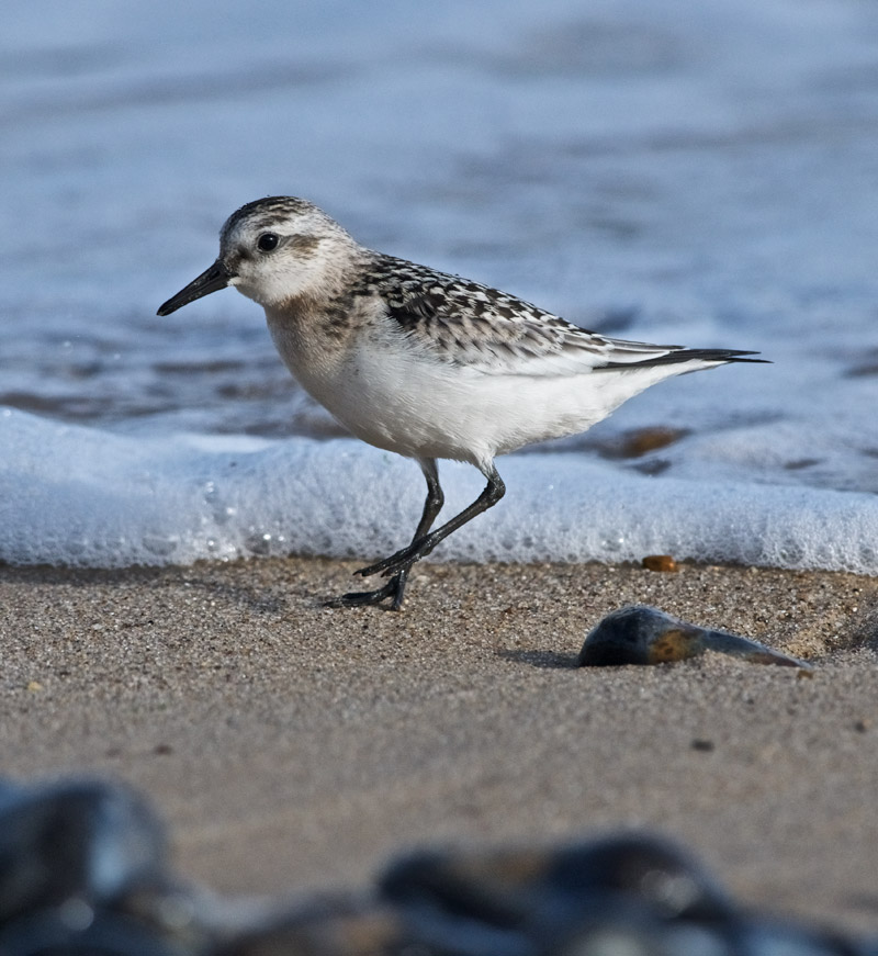 Sanderling0409165