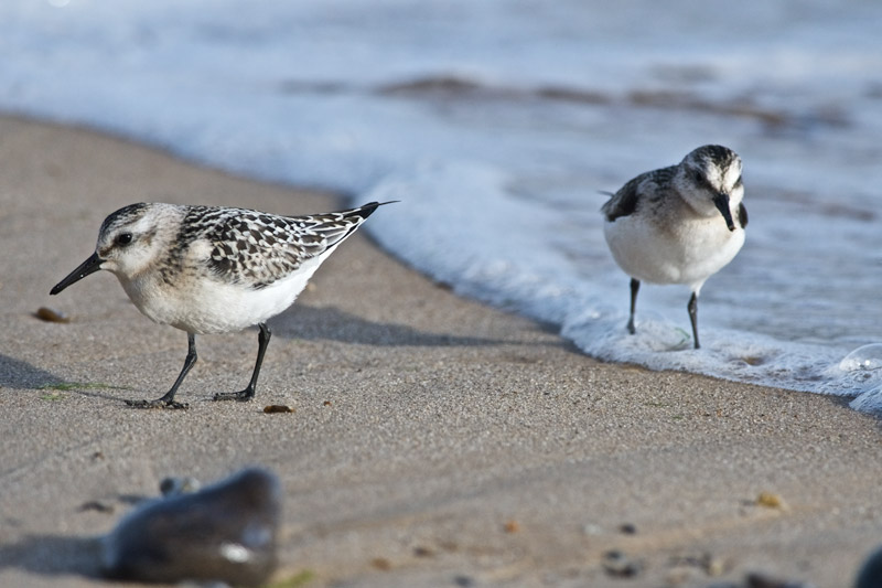 Sanderling0409166