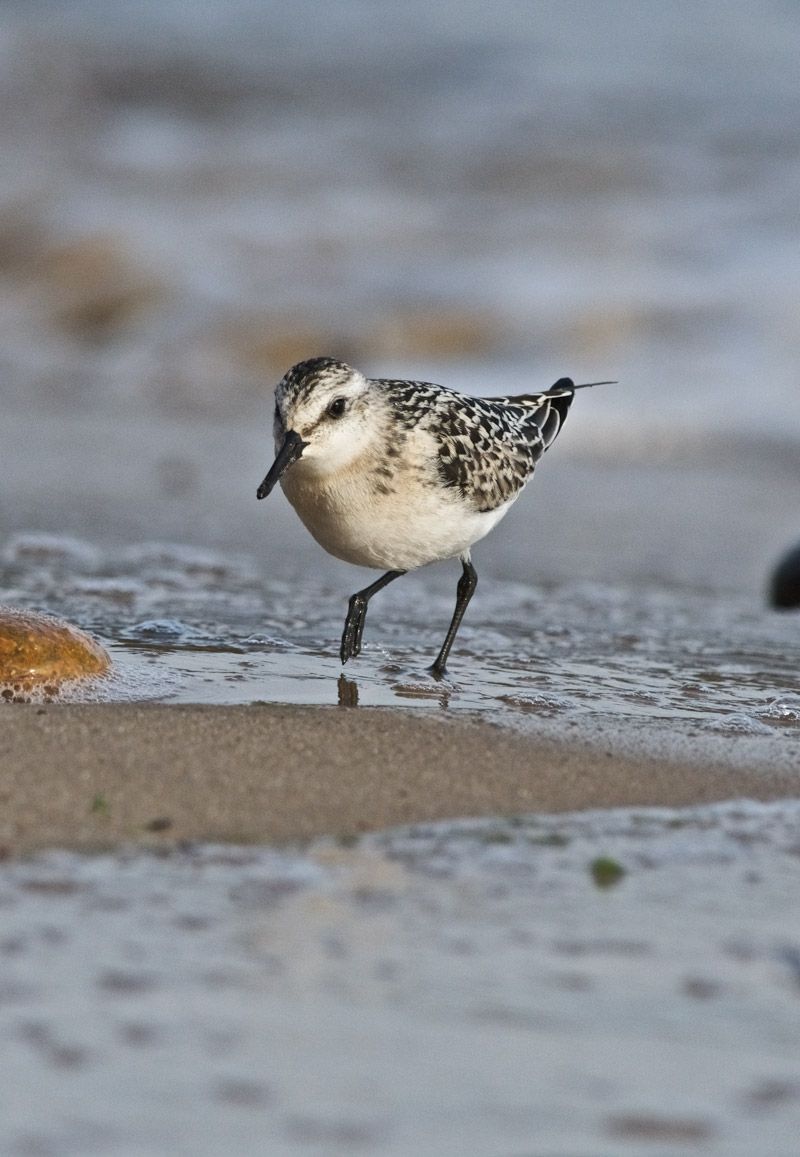 Sanderling0409167