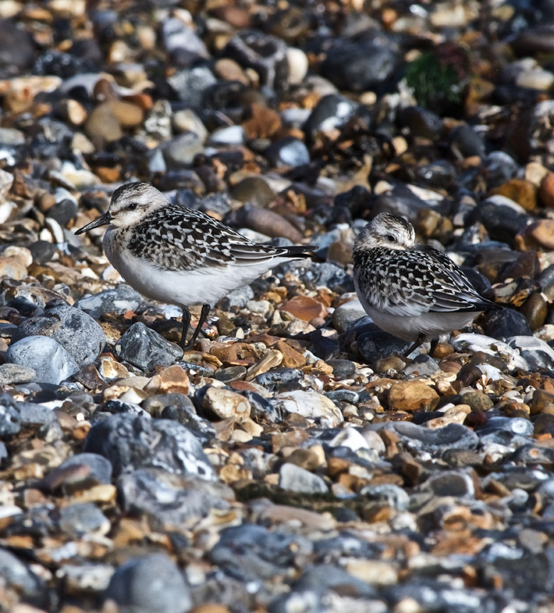 Sanderling0409168