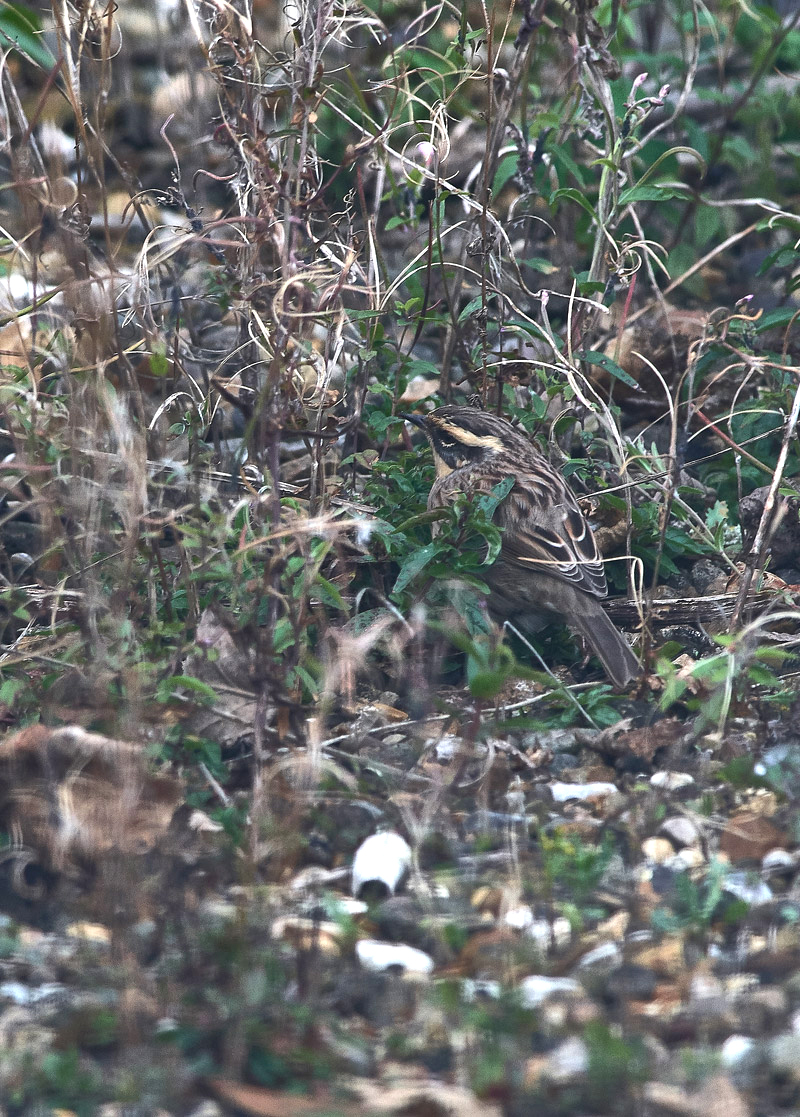 SiberianAccentor1910161