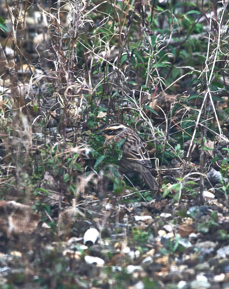 SiberianAccentor1910162