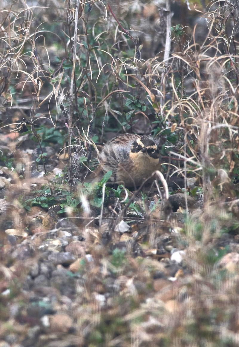 SiberianAccentor1910163