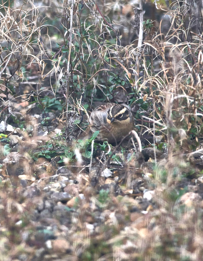 SiberianAccentor1910164