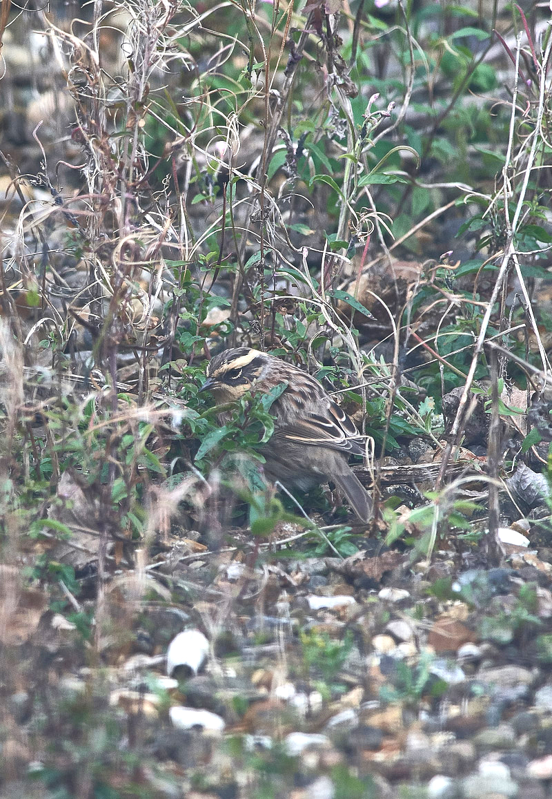 SiberianAccentor1910168