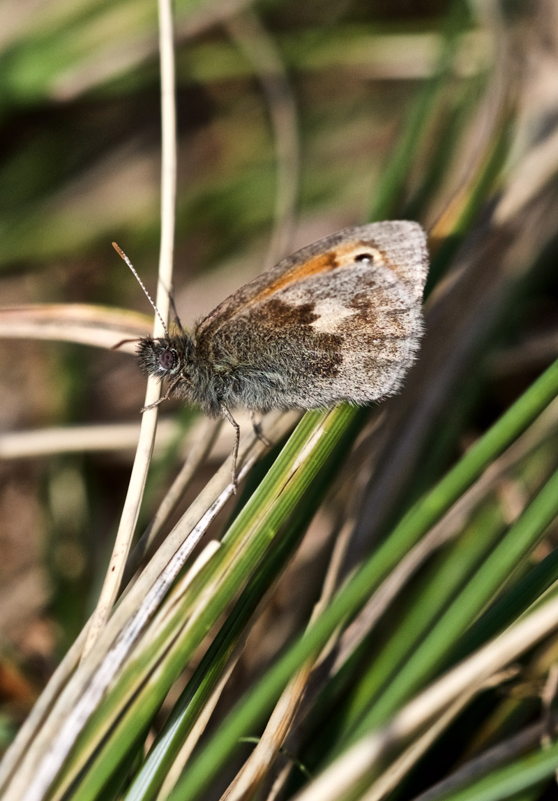 SmallHeath0809162