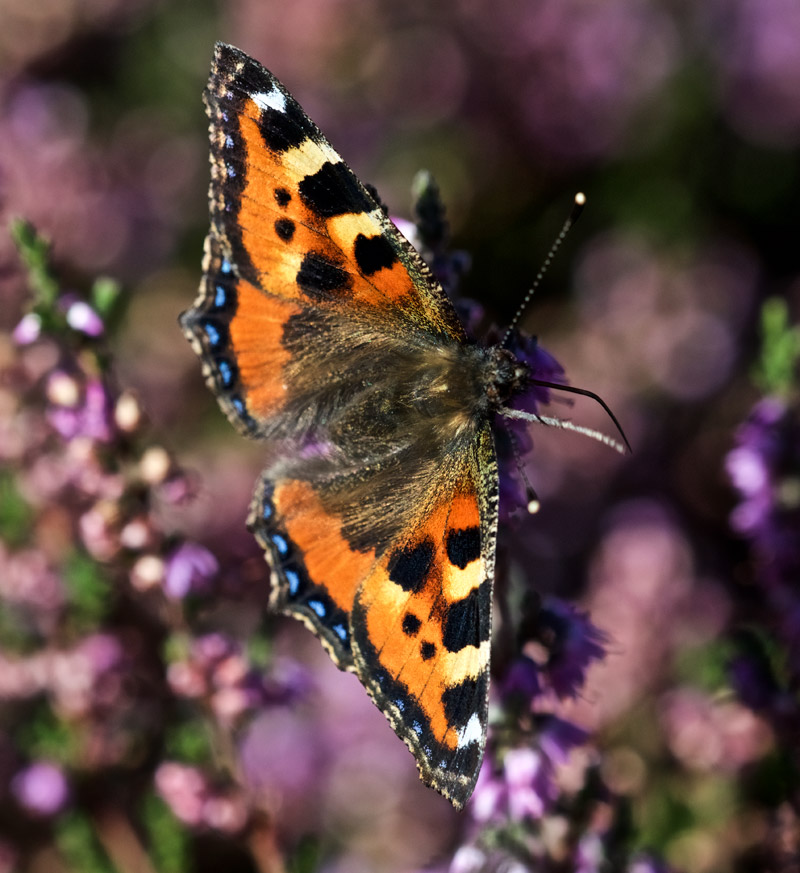 SmallTortoiseshel0809163