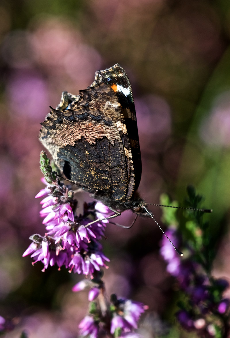 SmallTortoiseshell080916