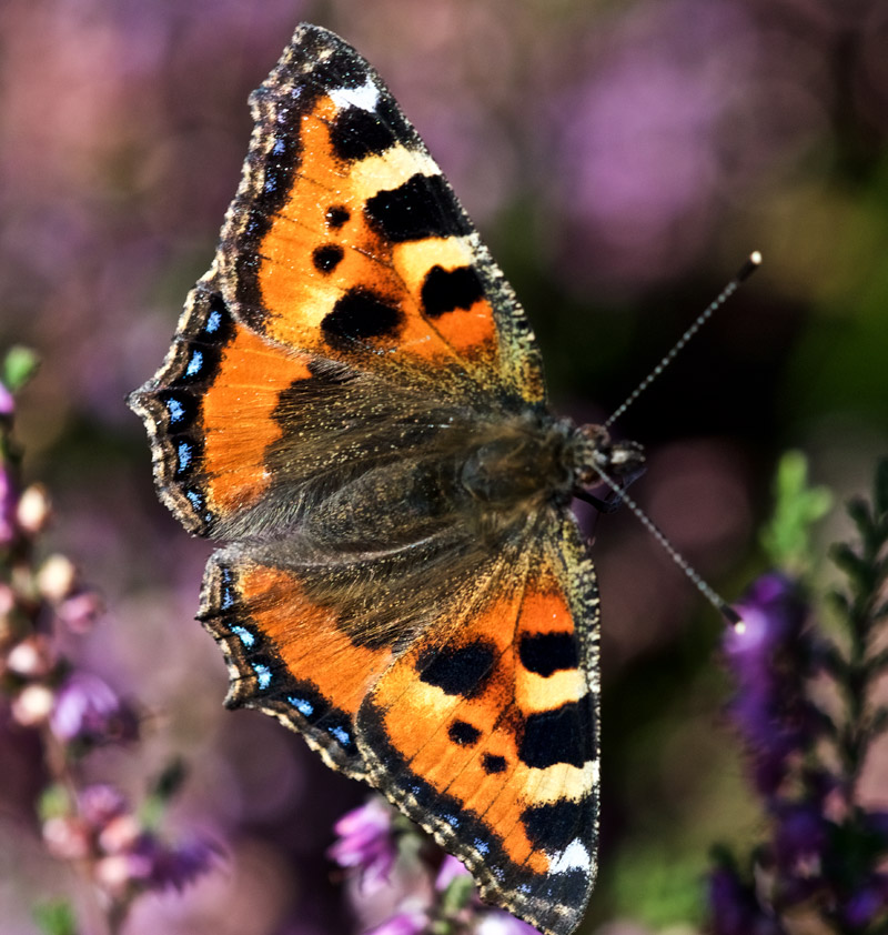 SmallTortoishell0809162