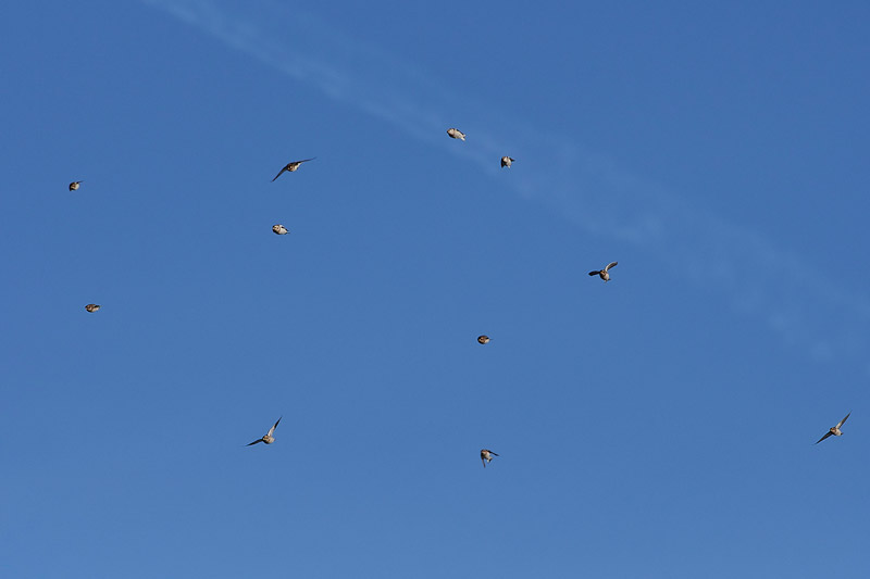 SnowBunting2712164