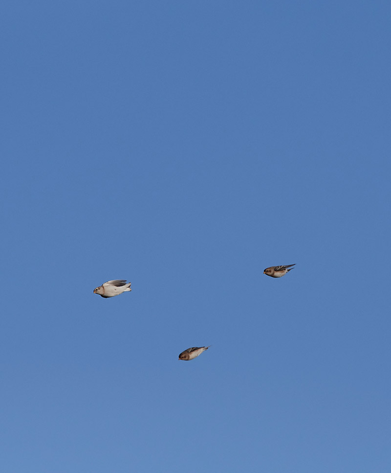 SnowBunting2712165