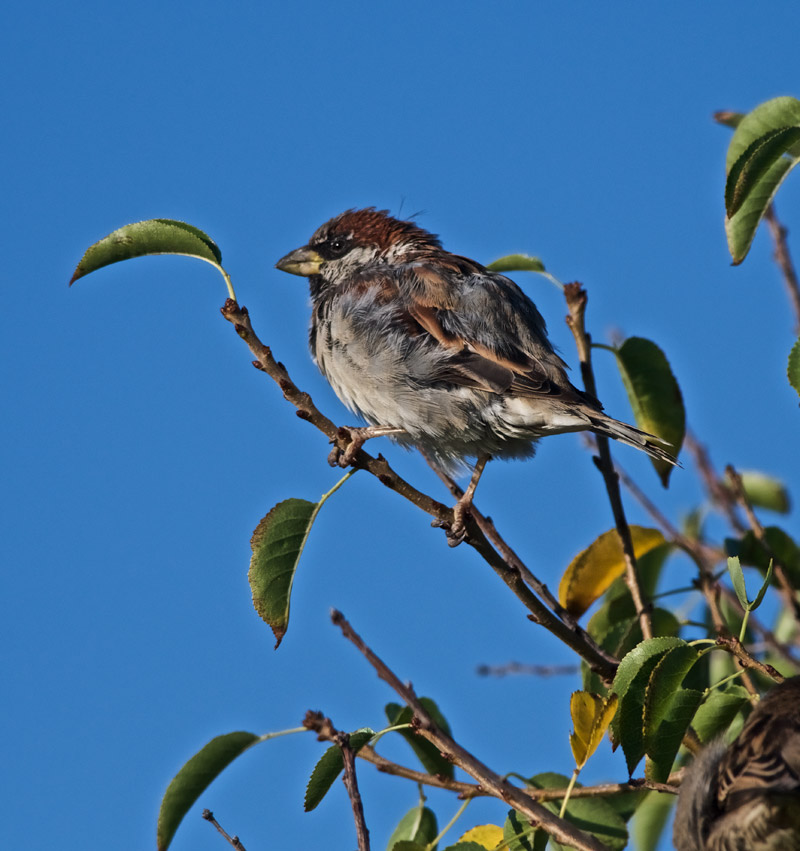 Sparrow2309161