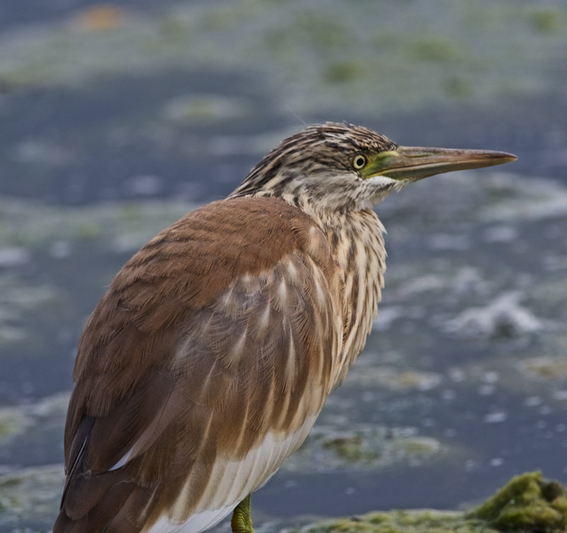 SquaccoHeron2009161