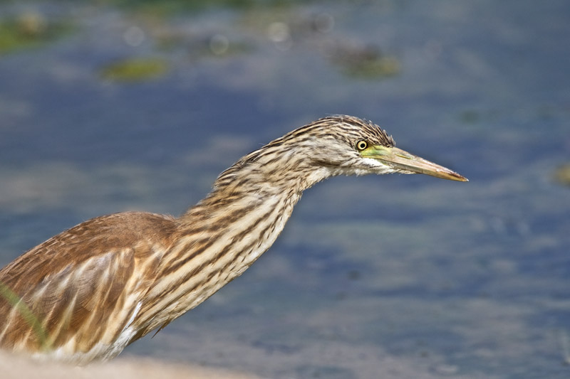 SquaccoHeron20091610