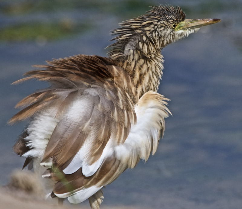 SquaccoHeron20091611