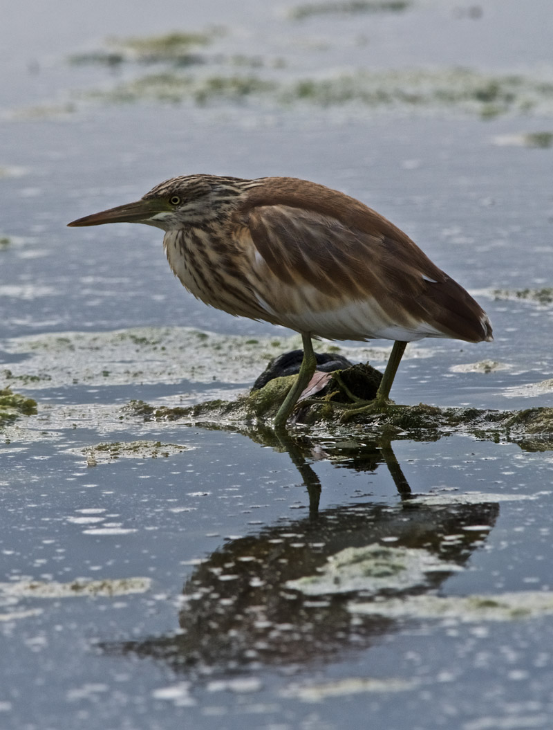 SquaccoHeron2009162