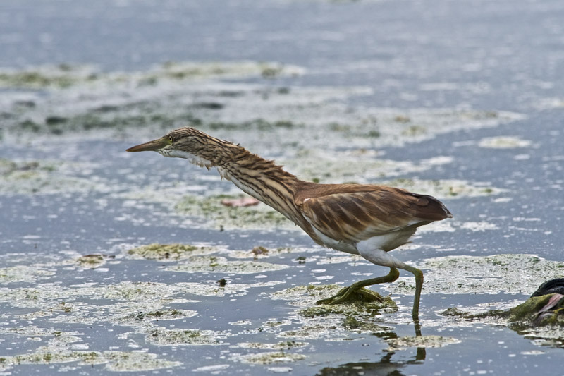 SquaccoHeron2009163