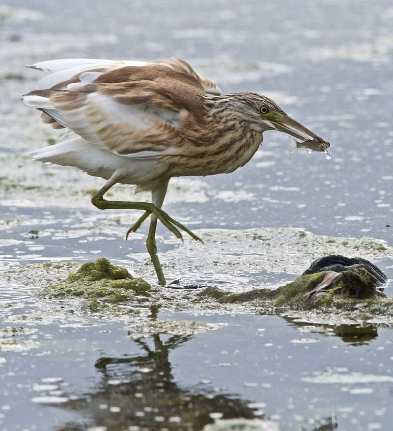 Squaccoheron2009164