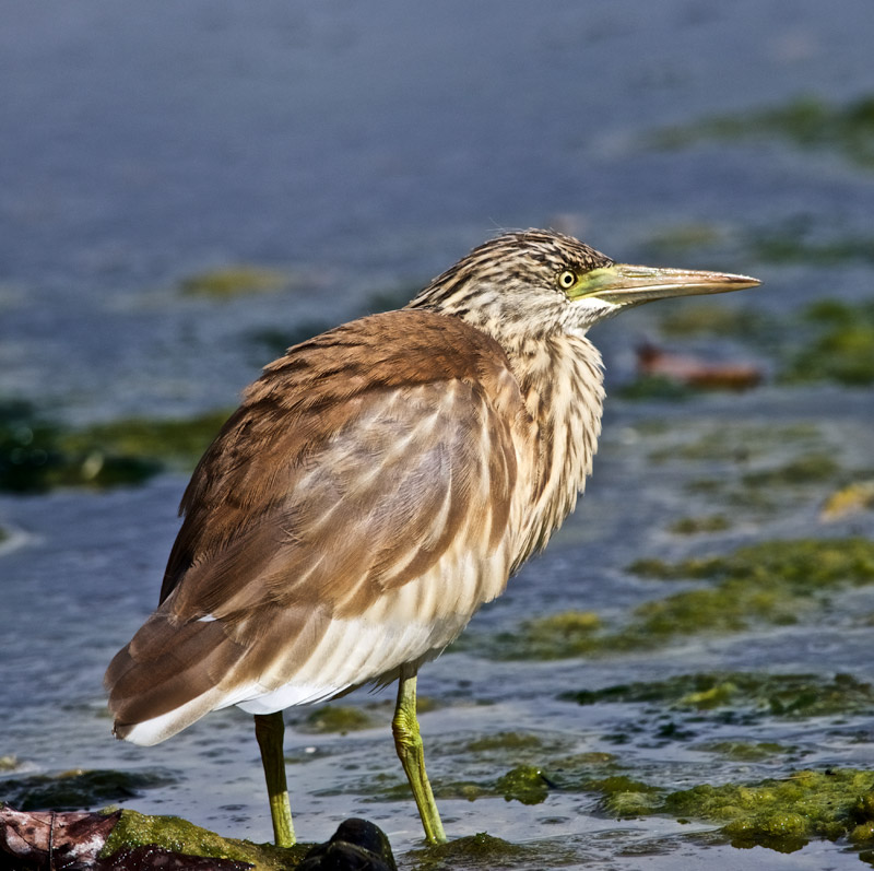 SquaccoHeron2009165