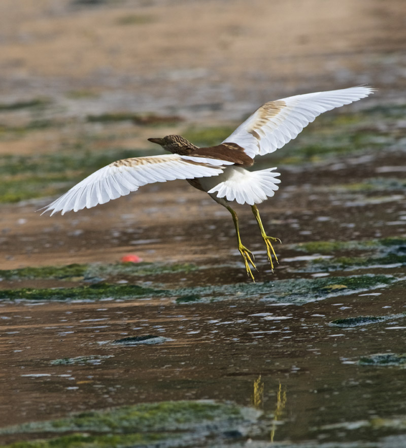 SquaccoHeron2009166