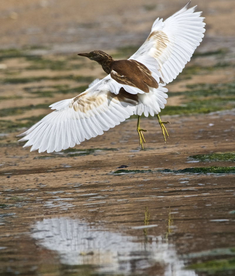 SquaccoHeron2009167