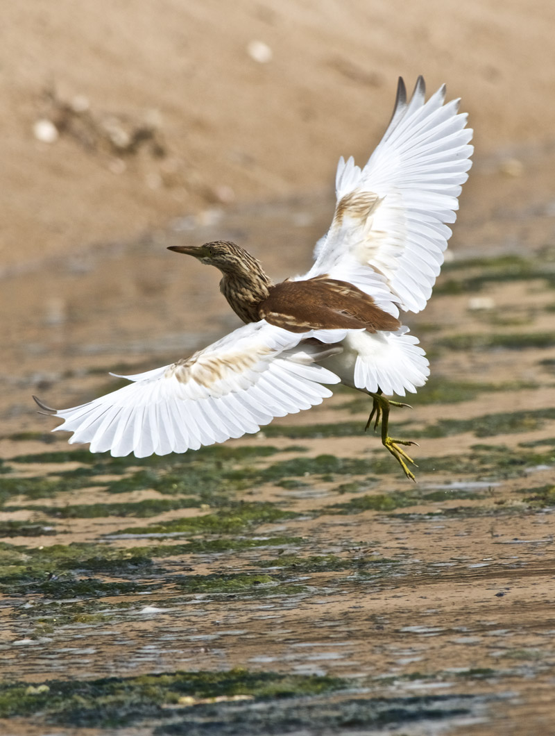 SquaccoHeron2009168