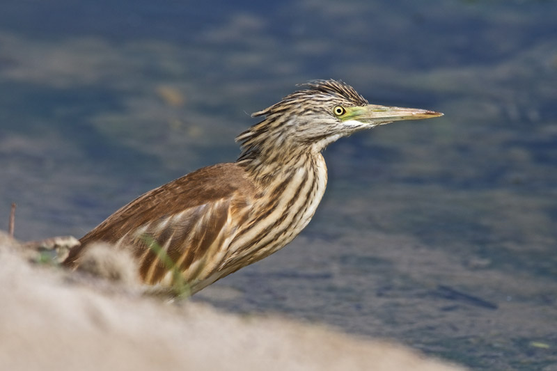 SquaccoHeron2009169