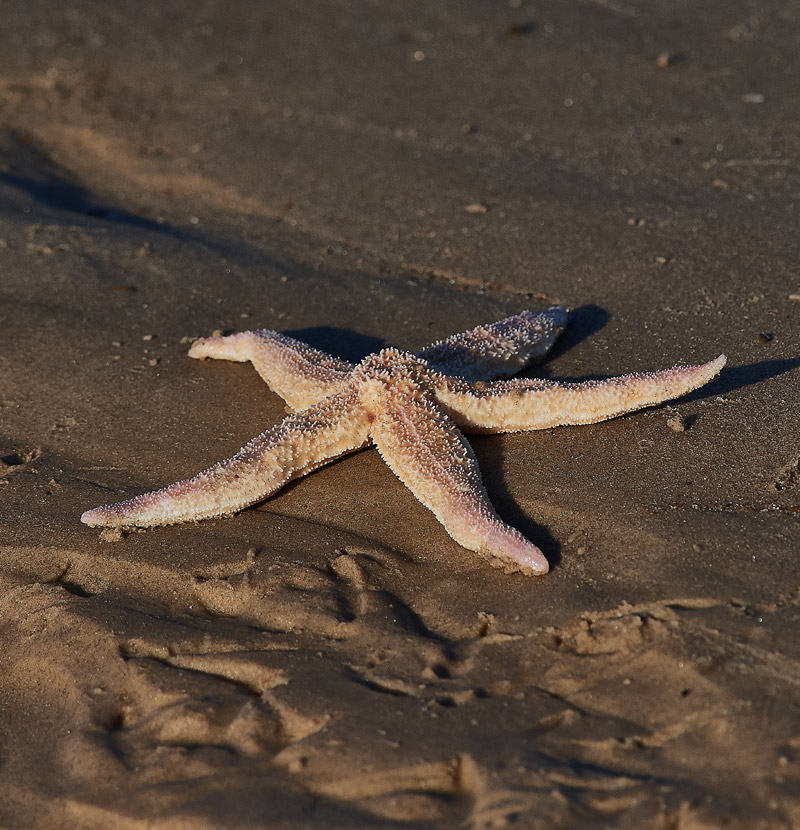 Starfish1111161