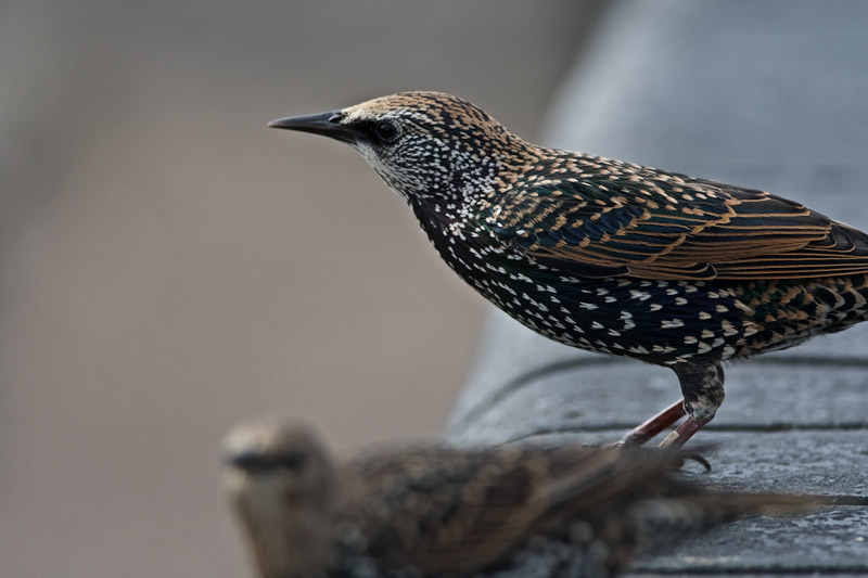 Starling0909161