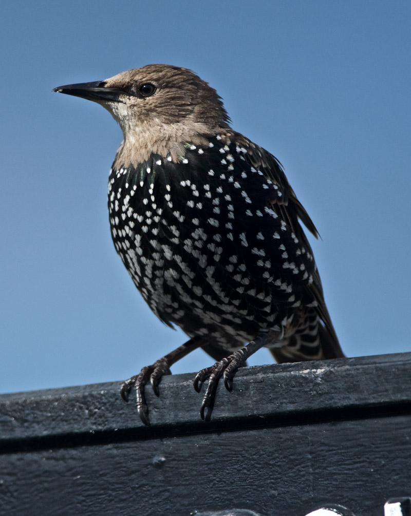 Starling0909162