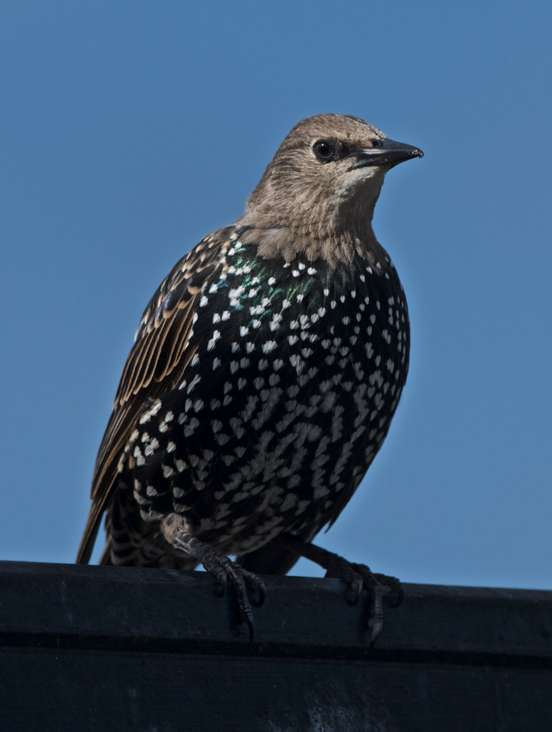 Starling0909163