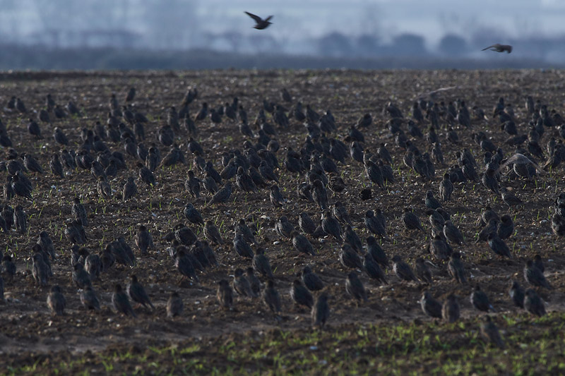 Starling2012162