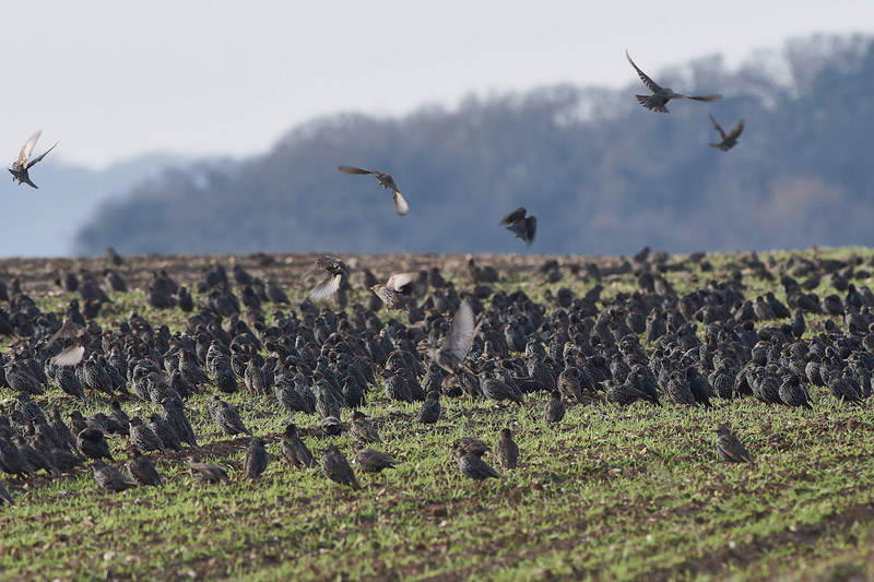 Starling2012163