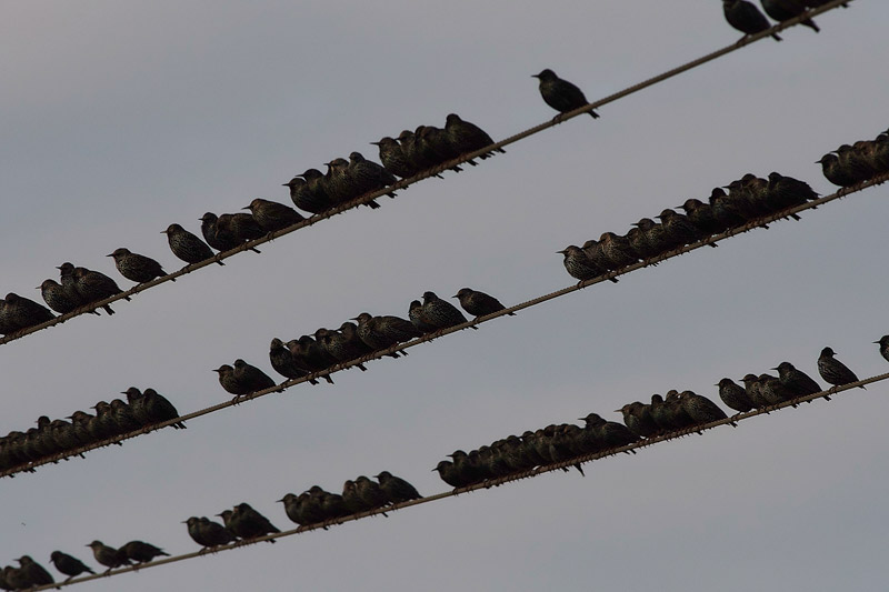 Starlings2012161