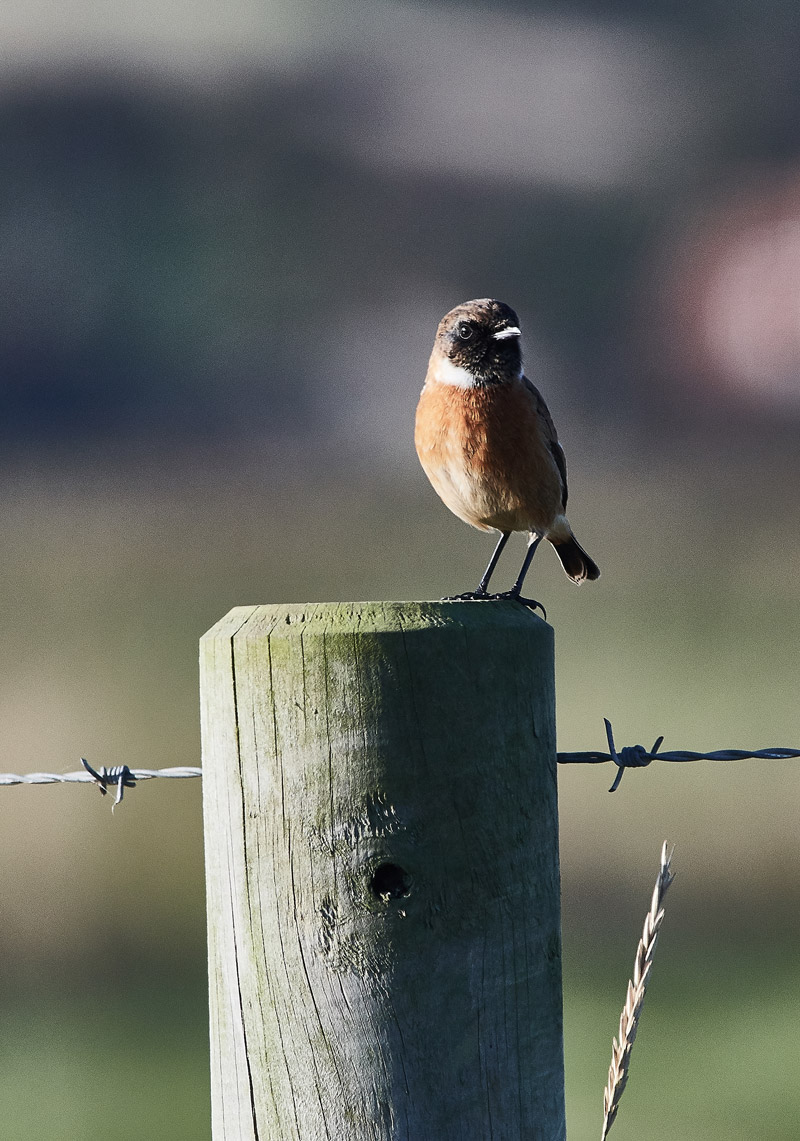 Stonechat1111161