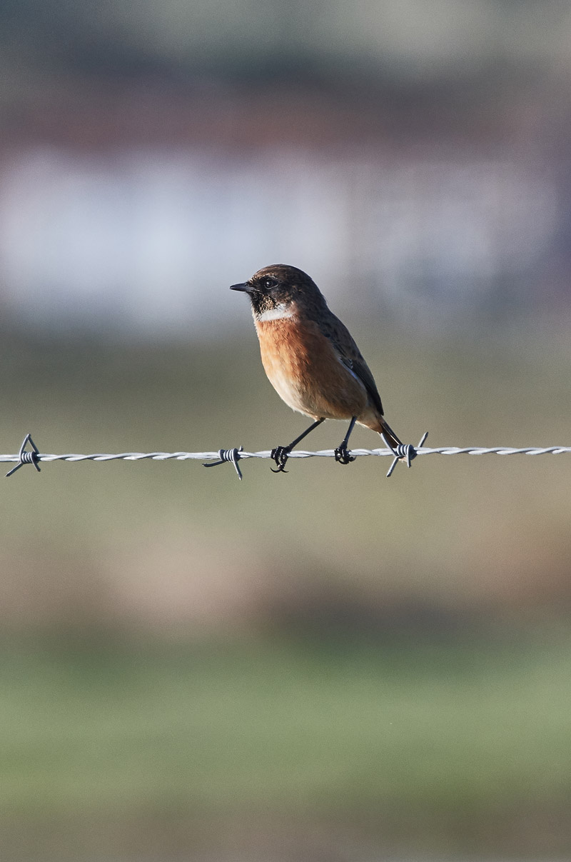 Stonechat1111162