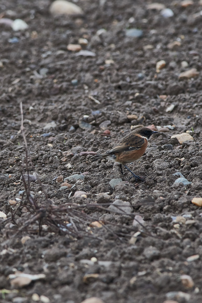 Stonechat1910161