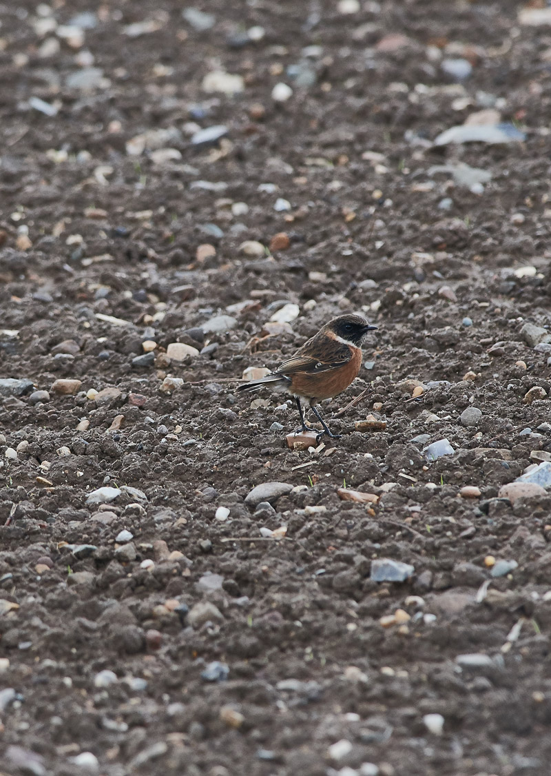 Stonechat1910162