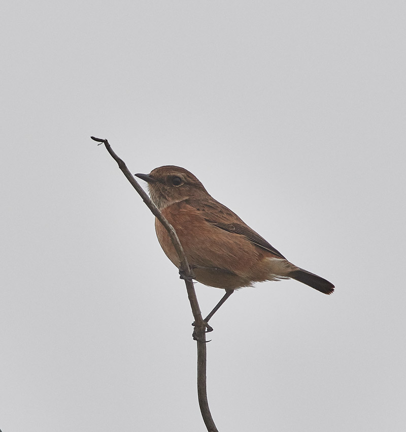 Stonechat2710163