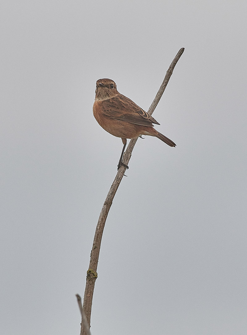 Stonechat2710164