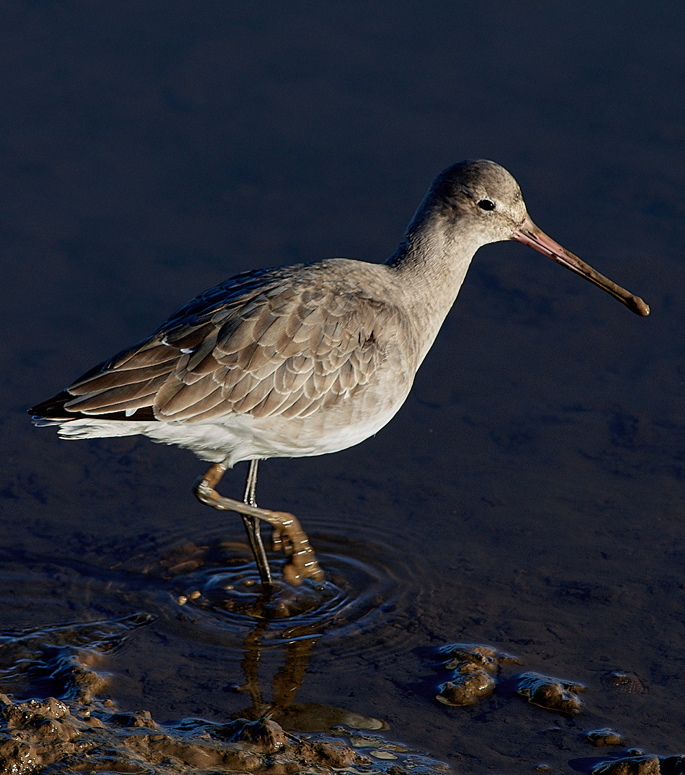 TitchwellBlackTaildGodwit291116BlackTailedGodwit2911161