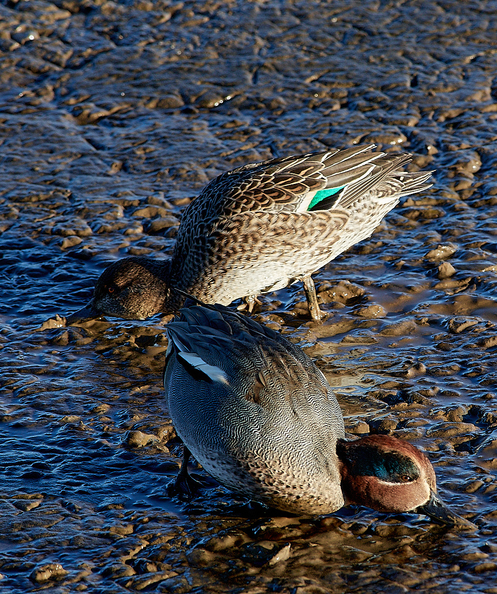 TitchwellTeal2911163