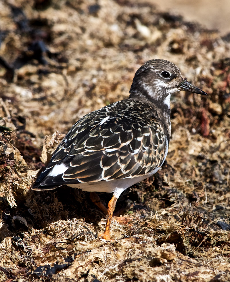 Turnstone1109161