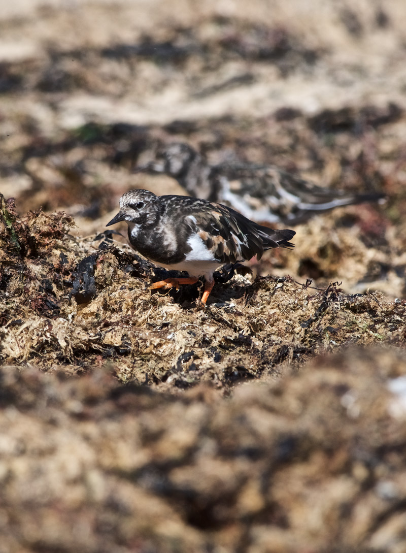 Turnstone1109162