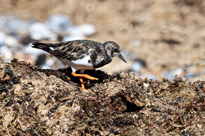 Turnstone1109164