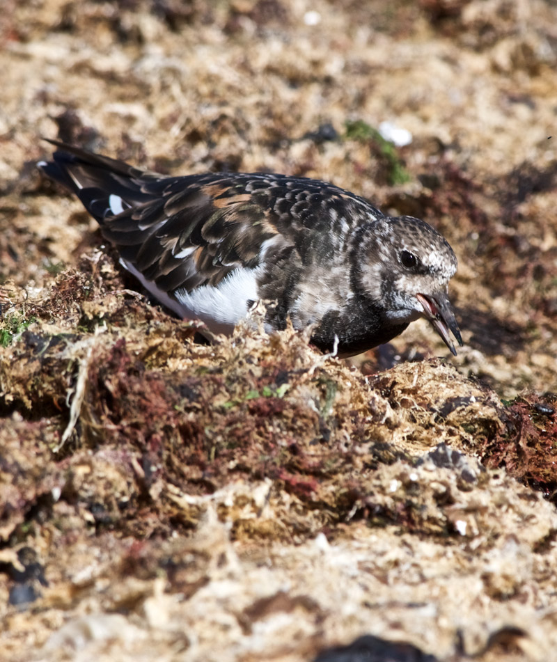 Turnstone1109165