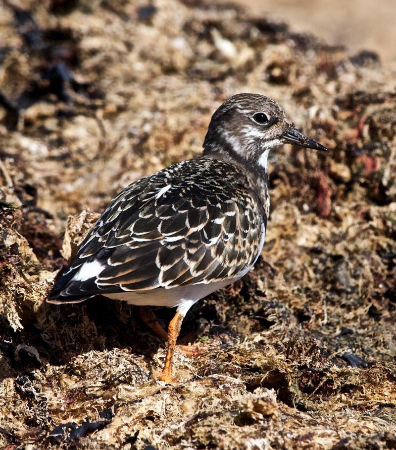 Turnstone1109166