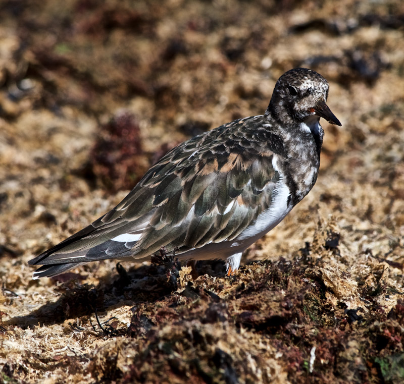 Turnstone1109167